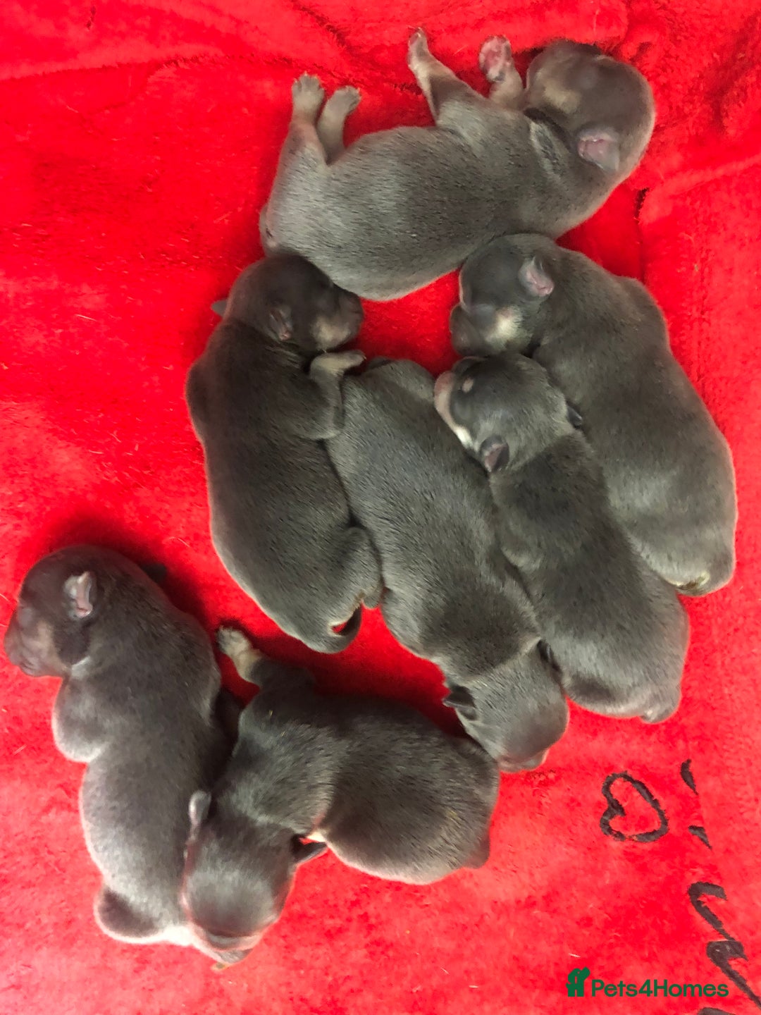 American Bully dogs for stud: ABKC REGISTERED POCKET BULLY STUD in Waterlooville - Image 6