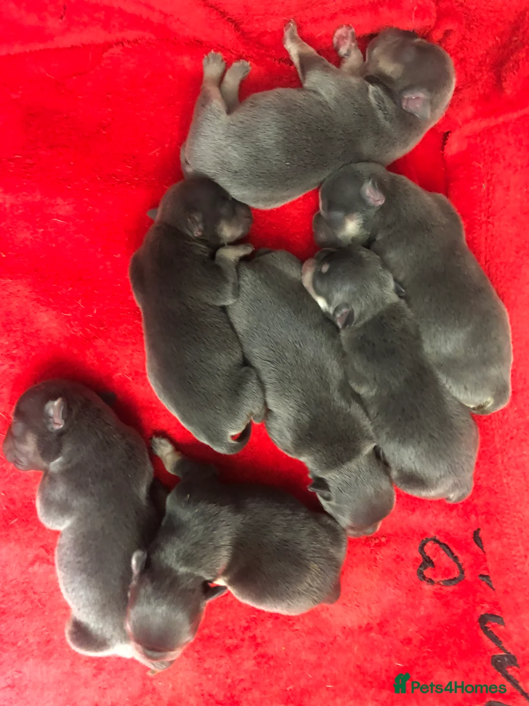 American Bully dogs for stud: ABKC REGISTERED POCKET BULLY STUD in Waterlooville - Advert 6