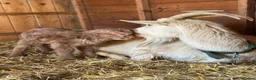 Goats livestock for sale: Royal Golden Guernsey starter herd - Advert 5
