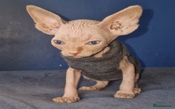 Sphynx cats for sale: Gorgeous Canadian Sphynx kittens - Image 3