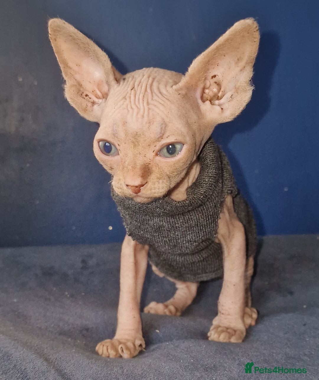 Sphynx cats for sale: Gorgeous Canadian Sphynx kittens - Image 3