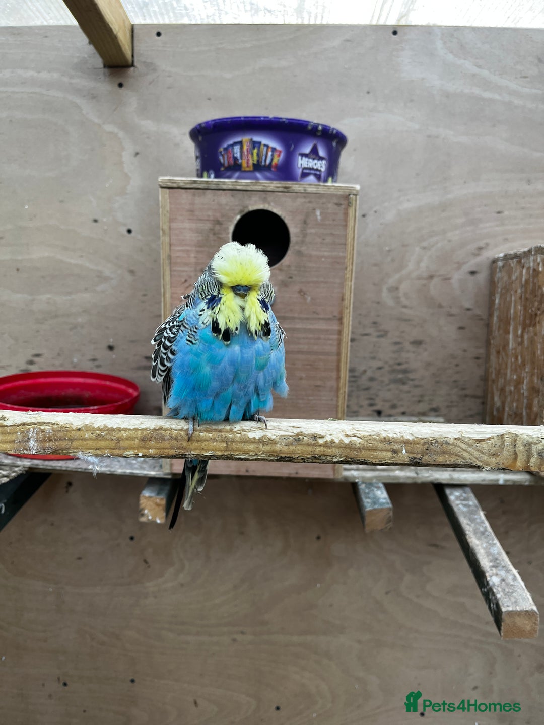 Mixed Breed birds for sale: Pair of Conures, Exhibit Budgie, Lutino Cockatiel - Advert 9