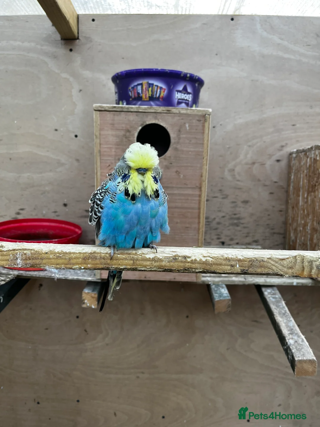 Mixed Breed birds for sale: Pair of Conures, Exhibit Budgie, Lutino Cockatiel - Advert 9
