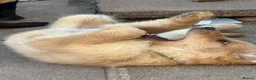 Labrador Retriever dogs for sale: Beautiful litter of mixed puppies  - Advert 33