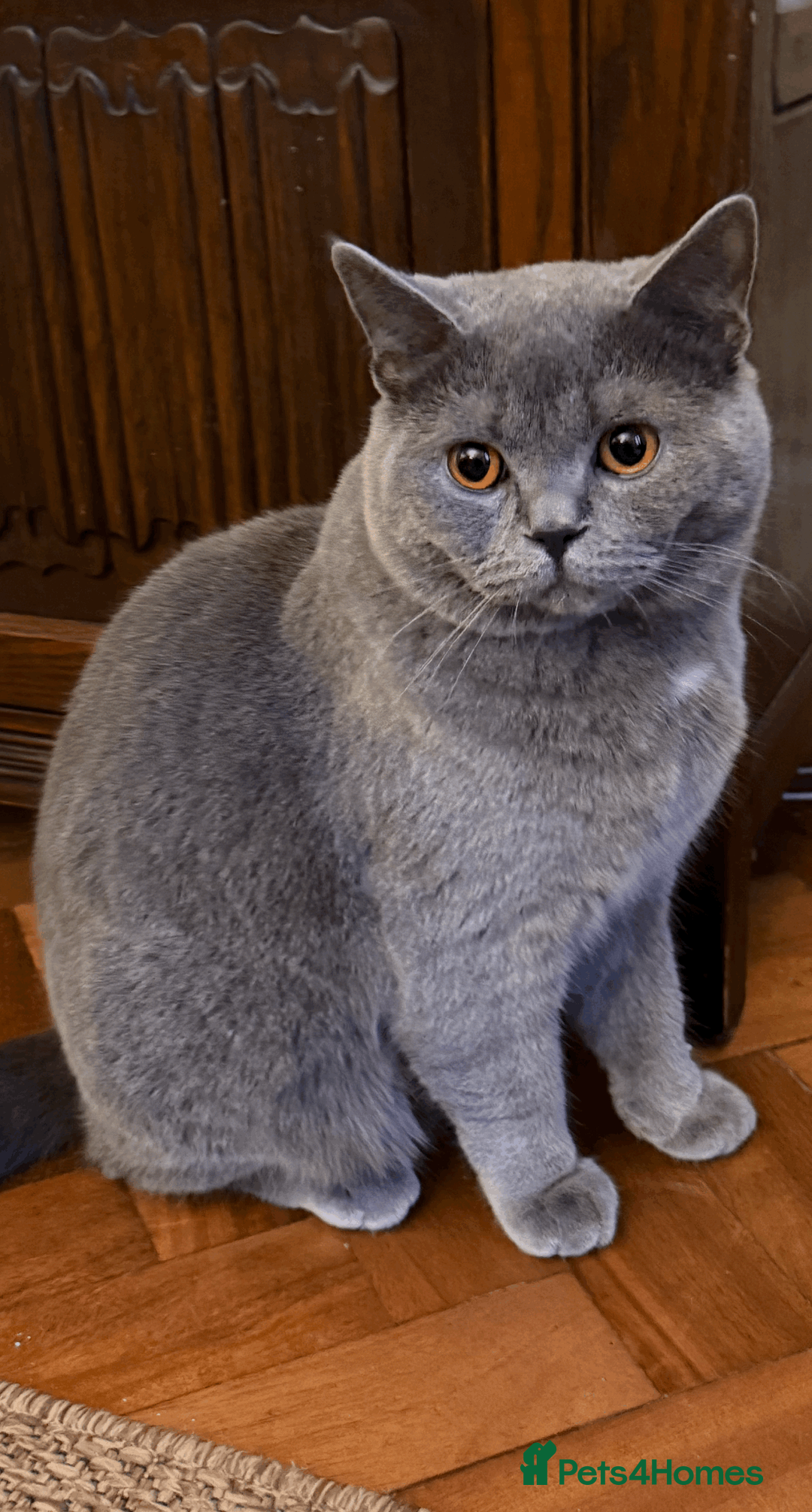 British Shorthair cats for stud: 💙 GCCF British Shorthair Blue Active Stud 💙 - Advert 2