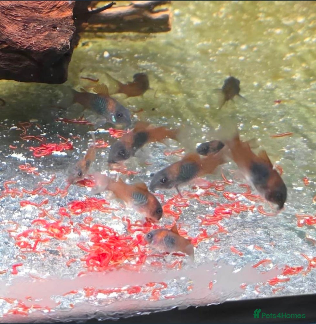 Corys fish for sale: Orange Venezuela Corydora  - Advert 2