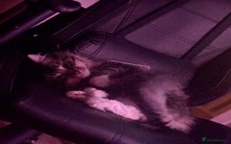 Mixed Breed cats for sale: Tabby long haired female mixed breed cat - Image 6