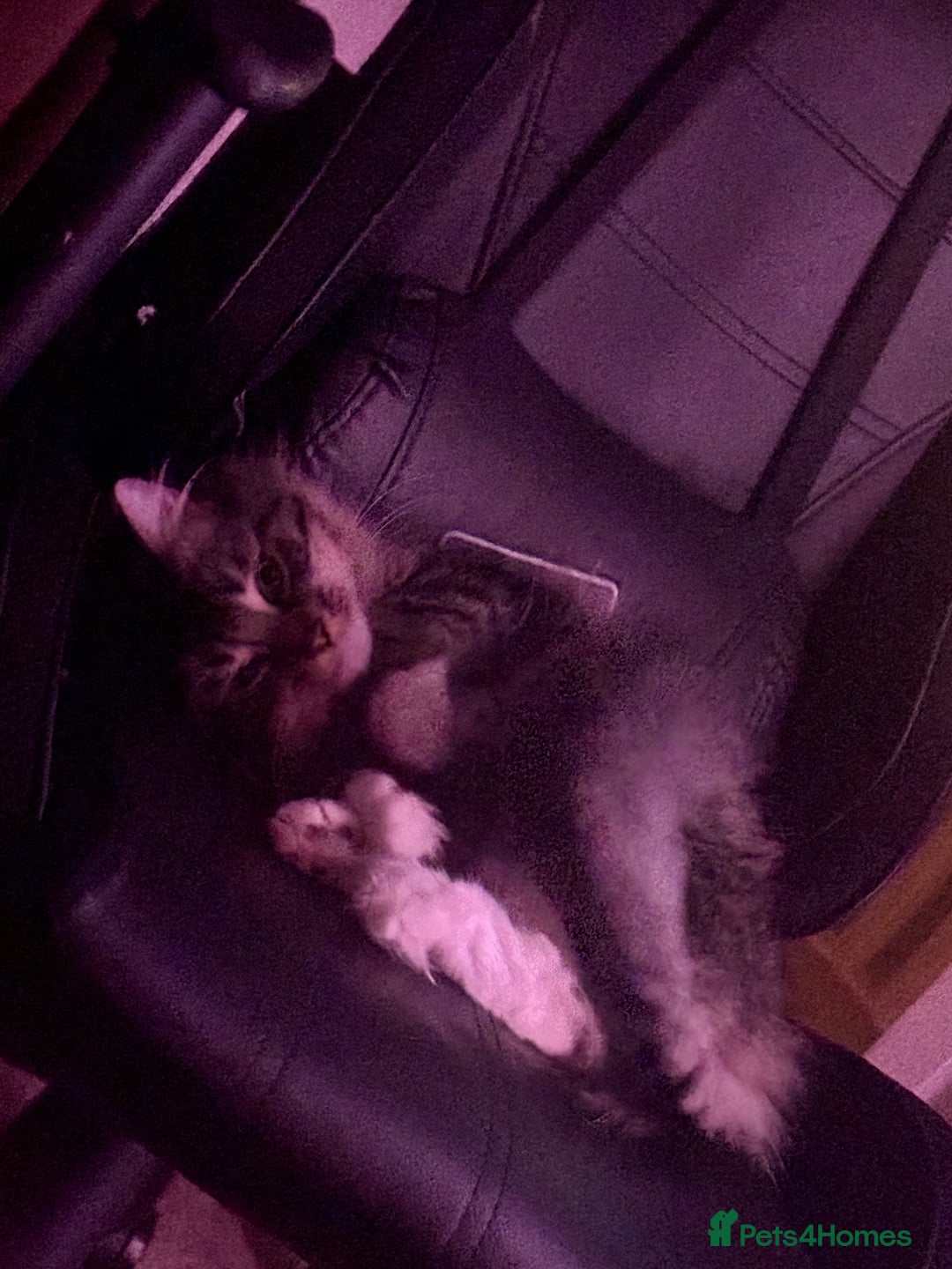 Mixed Breed cats for sale: Tabby long haired female mixed breed cat - Image 6