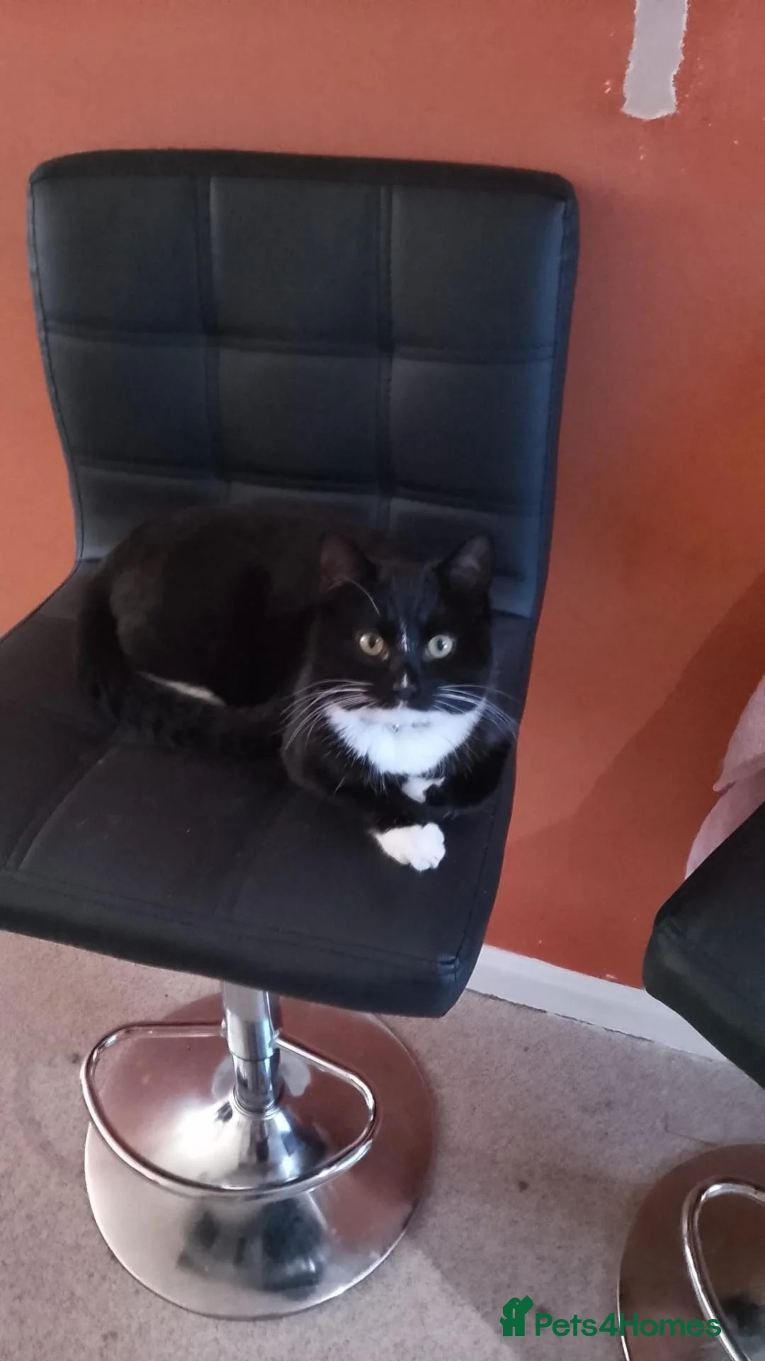 Bombay cats for sale: Tyrion (Miniature Tuxedo x Bombay) - Advert 2