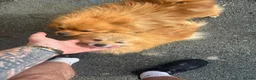 Pomeranian dogs for sale: 2 Pomeranian boy puppies for sale - Advert 4