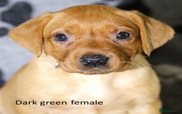 Labrador Retriever dogs for sale: Fox red labrador pups ready now - Image 11