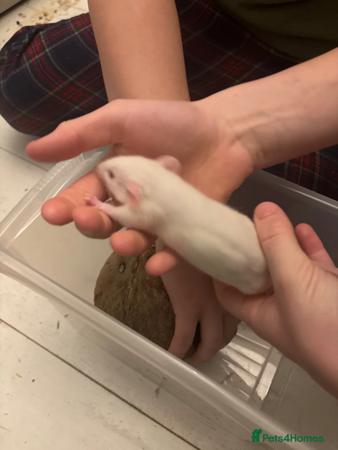 Rat rodents for sale: Male Rats For Sale in Boston - Advert 1