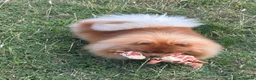 Pomeranian dogs for sale: Beautiful orange Pom girl for sale  - Advert 4
