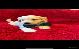Double Doodle dogs for sale: Beautiful Double Doodles puppies  - Image 9