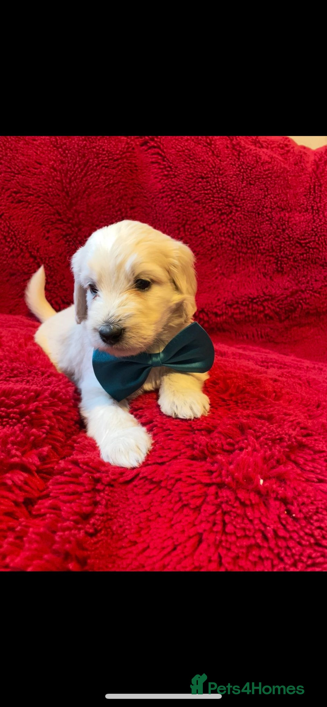 Double Doodle dogs for sale: Beautiful Double Doodles puppies  - Image 9