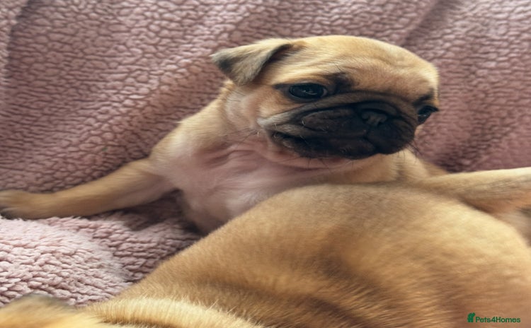 Pug dogs - Advert 9