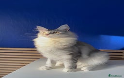 Maine Coon cats for sale: Beautiful Bonded Maine Coon Pair + Single. - Image 5