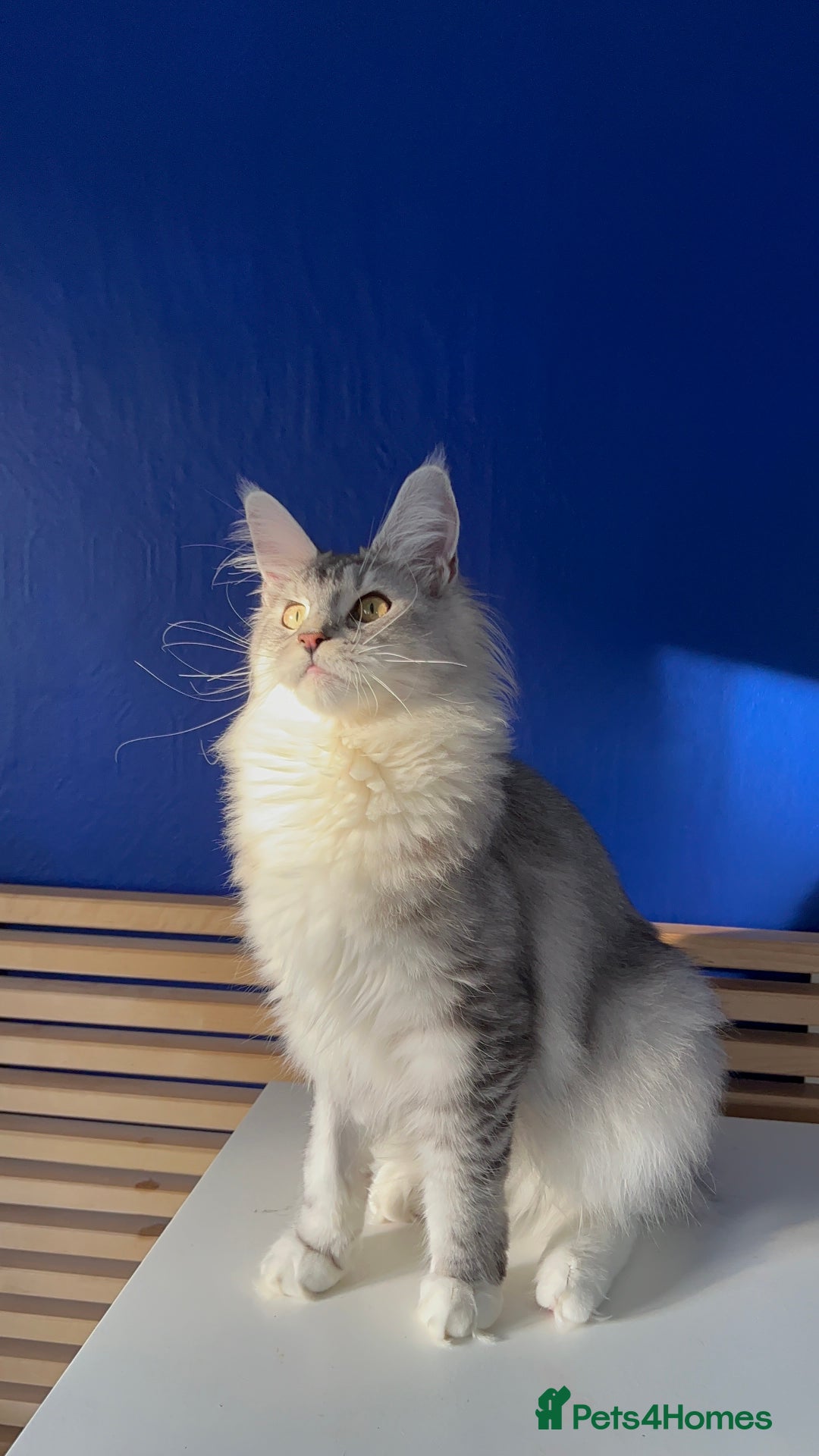Maine Coon cats for sale: Beautiful Bonded Maine Coon Pair + Single. - Image 5