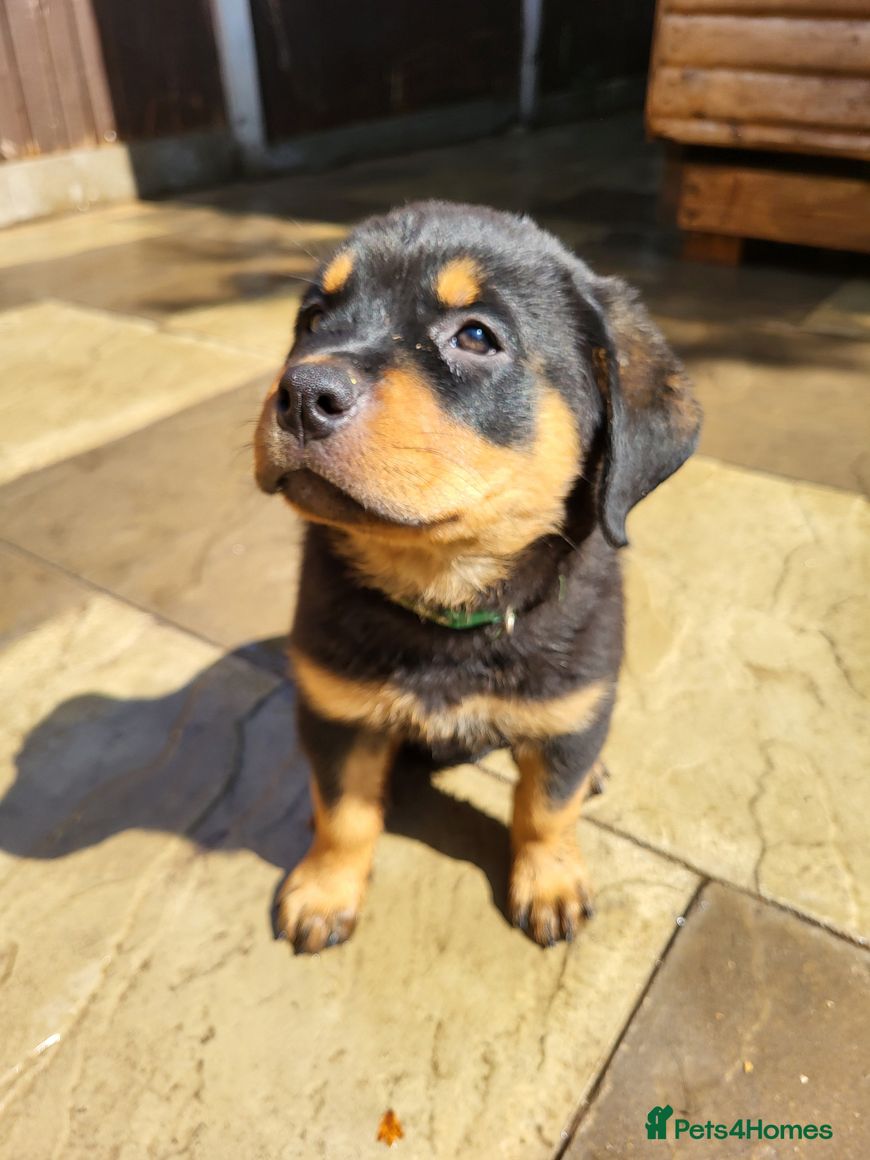 Rottweiler dogs Rottweiler pupps for sale  3 boys 4 girls left - Advert 2