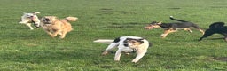 Mixed Breed dogs for adoption: Oscar / Leamington Spa Warwickshire in Leamington Spa - Advert 10