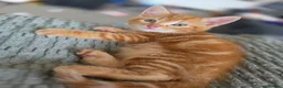 Mixed Breed cats for sale: Mixed breed kittens - Advert 10