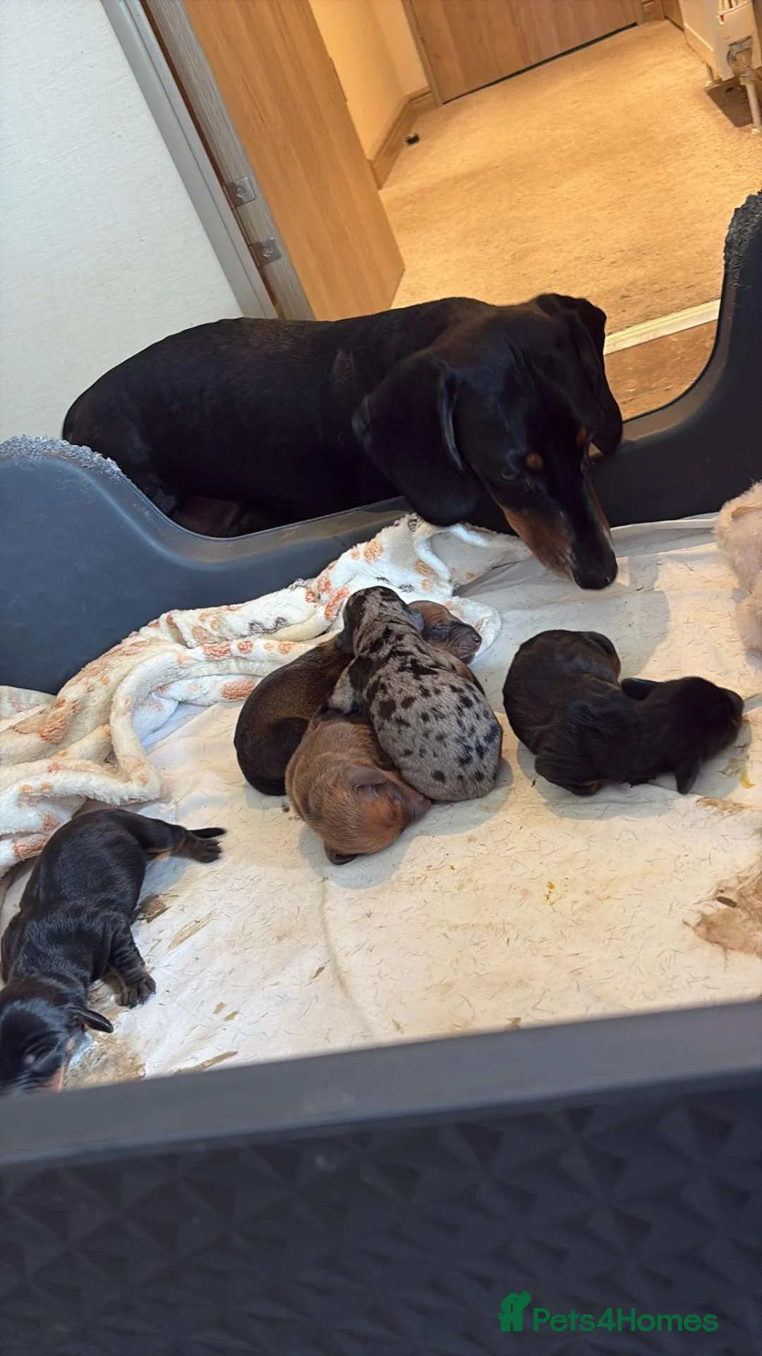 Dachshund dogs for sale: West Wales daschund puppies in New Quay - Advert 2
