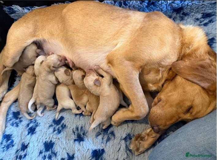 Labrador Retriever dogs Beautiful Red kc Labrador Puppies - Advert 3