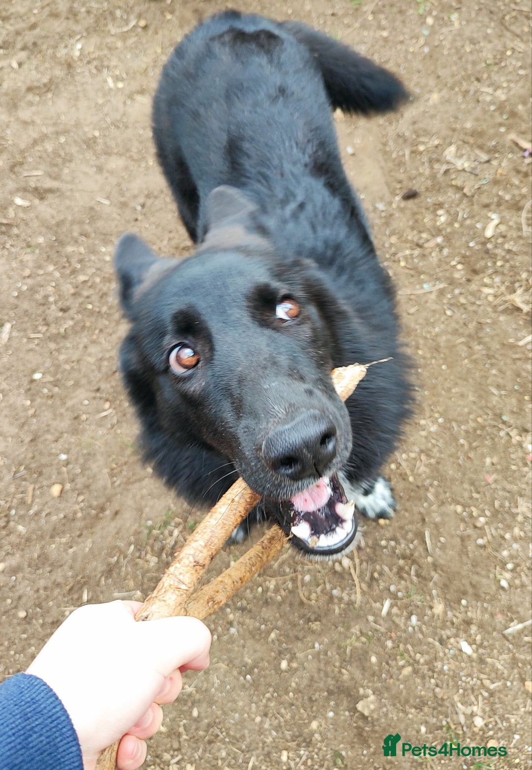 Shepsky dogs for sale: Nyxie - Image 9