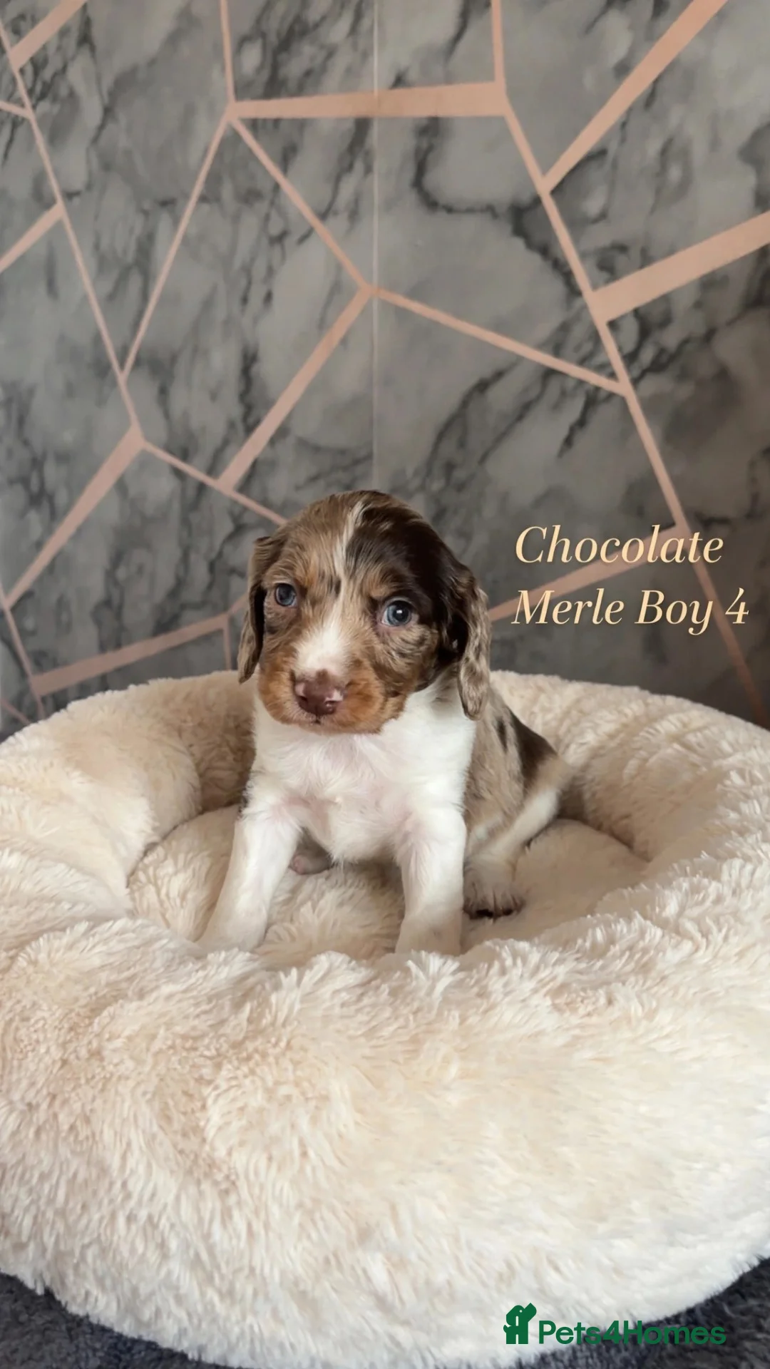 Cocker Spaniel dogs for sale: Striking cockaspaniel puppies  - Advert 2