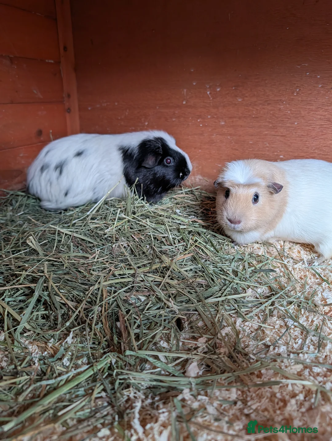 Guinea Pig rodents for sale: guinea pigs with cage in Hinckley - Advert 2