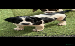 English Springer Spaniel dogs for sale: Stunning kc reg dna tested  - Image 3