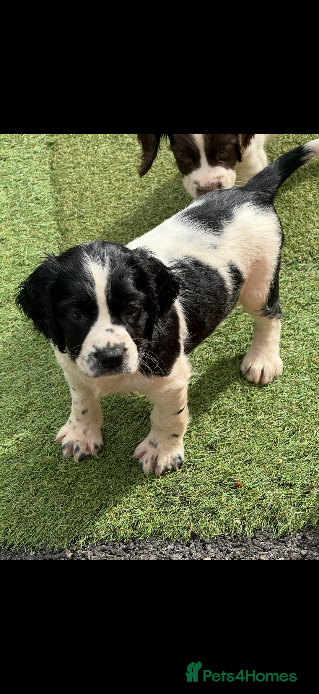 English Springer Spaniel dogs for sale: Stunning kc reg dna tested  - Image 3