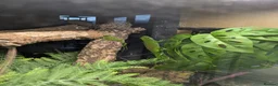 Gecko reptiles for sale: 2 x Madagascan Giant Day Gecko's  - Advert 4