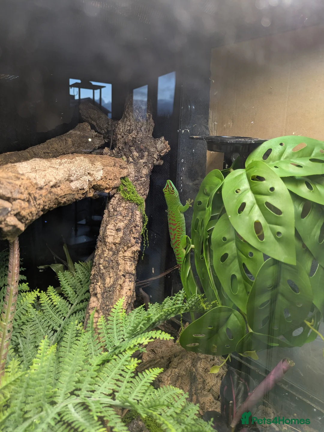 Gecko reptiles for sale: 2 x Madagascan Giant Day Gecko's  - Advert 4