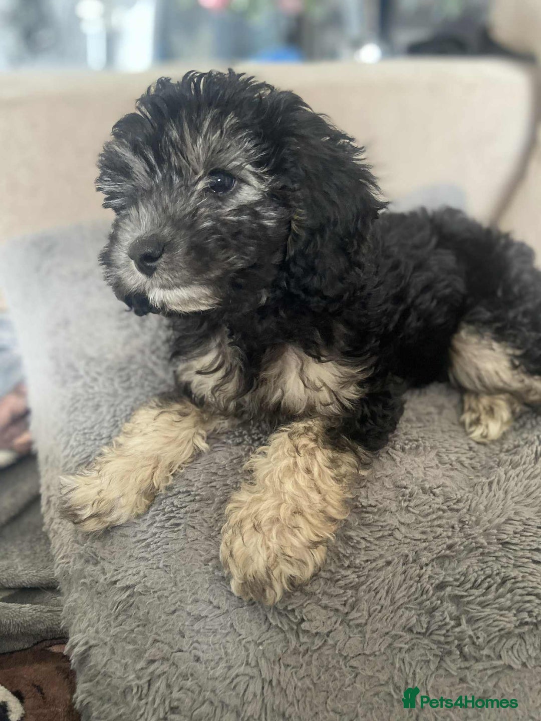 Cockapoo dogs for sale: Gorgeous Cockapoo puppy’s   - Image 21