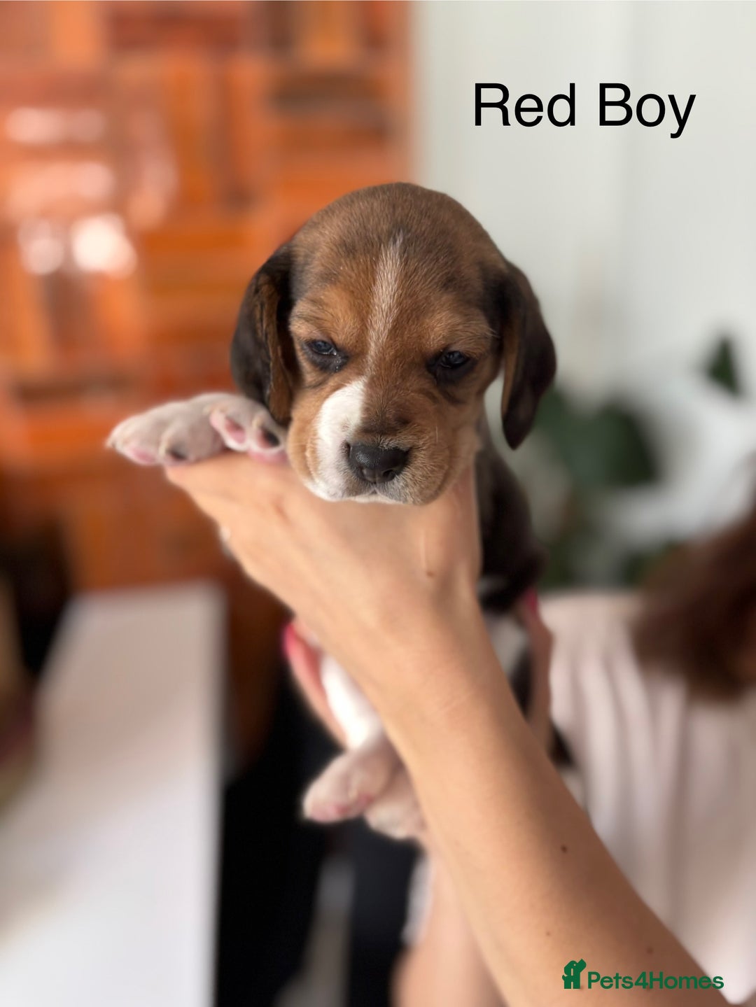 Beagle dogs for sale: Purebred Beagle Puppies – 4 Boys & 2 Girls - Image 6
