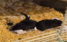 Gerbil rodents for sale: Two female gerbils  - Advert 2