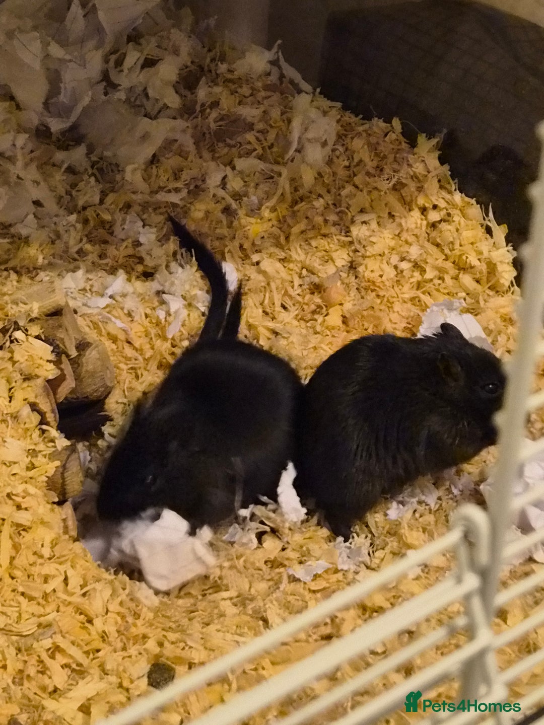 Gerbil rodents for sale: Two female gerbils  - Advert 2