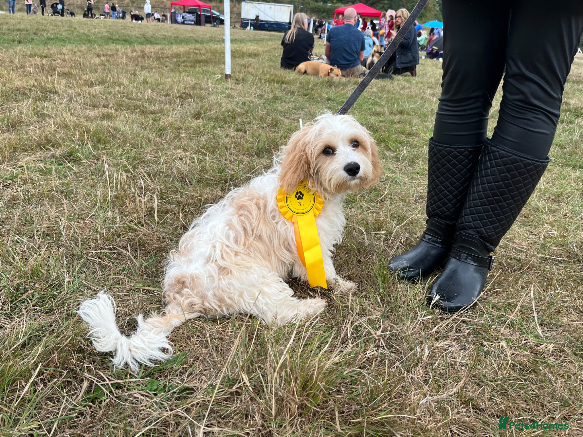 Cavachon dogs Bryn the Cavachon - Advert 13