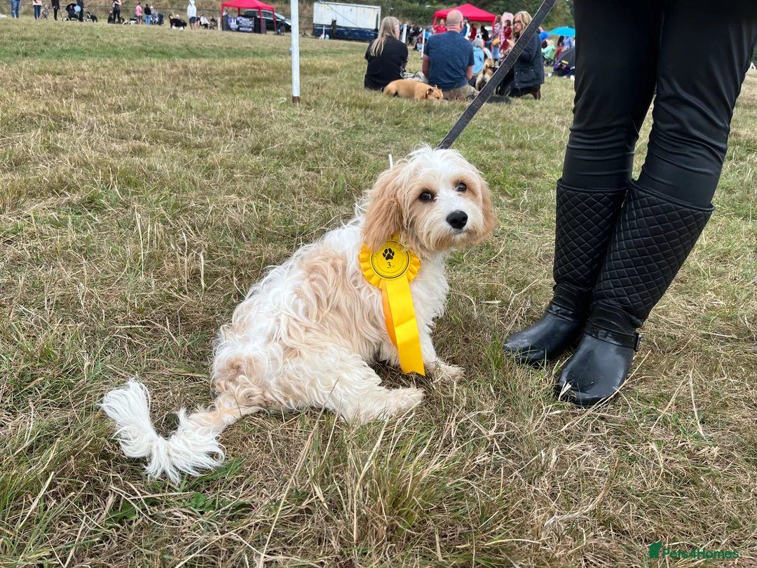 Cavachon dogs for sale: Bryn the Cavachon in Dudley - Advert 1