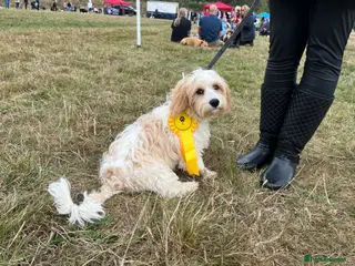 Cavachon dogs Bryn the Cavachon - Advert 13