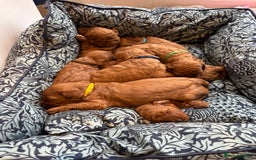 Cockapoo dogs for sale: Stunning Fox Red F1B Cockapoos Outstanding Quality - Image 17