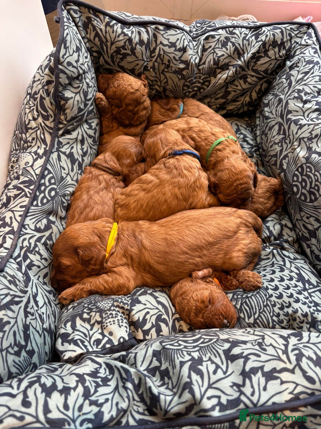Cockapoo dogs for sale: Stunning Fox Red F1B Cockapoos Outstanding Quality - Image 17