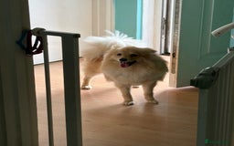 Pomeranian dogs for sale: Pomeranian 11 months  - Image 5