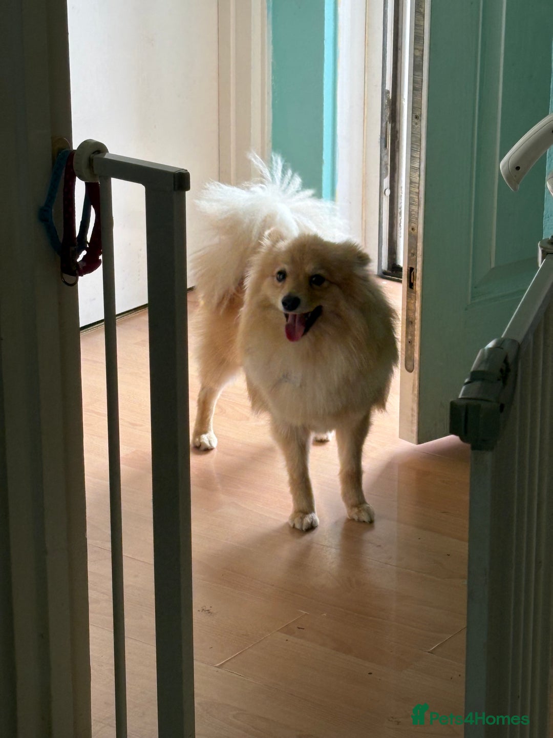 Pomeranian dogs for sale: Pomeranian 11 months  - Image 5