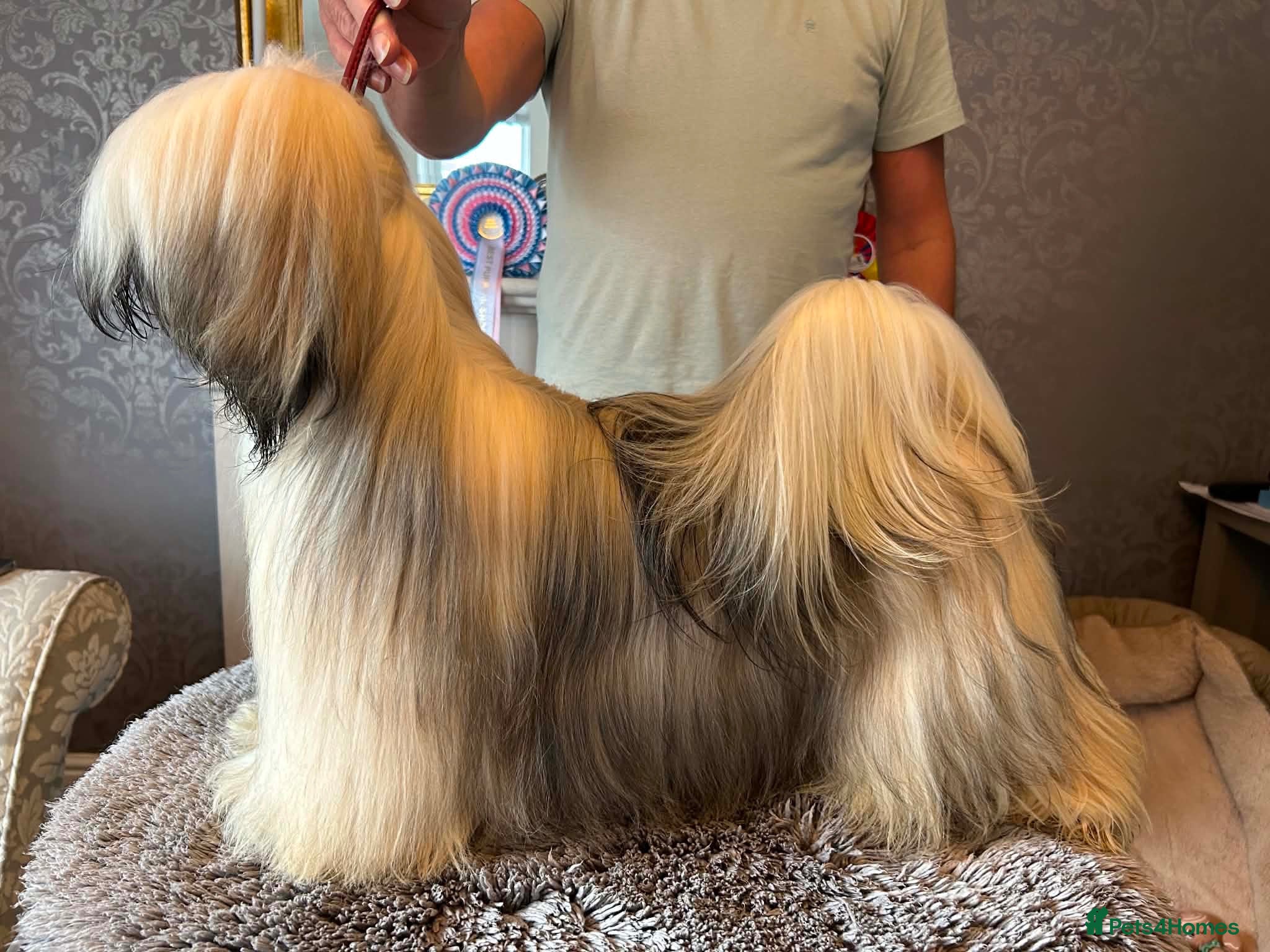 Lhasa Apso dogs Stunning KC reg 11 month old male Lhasa apso  - Advert 17
