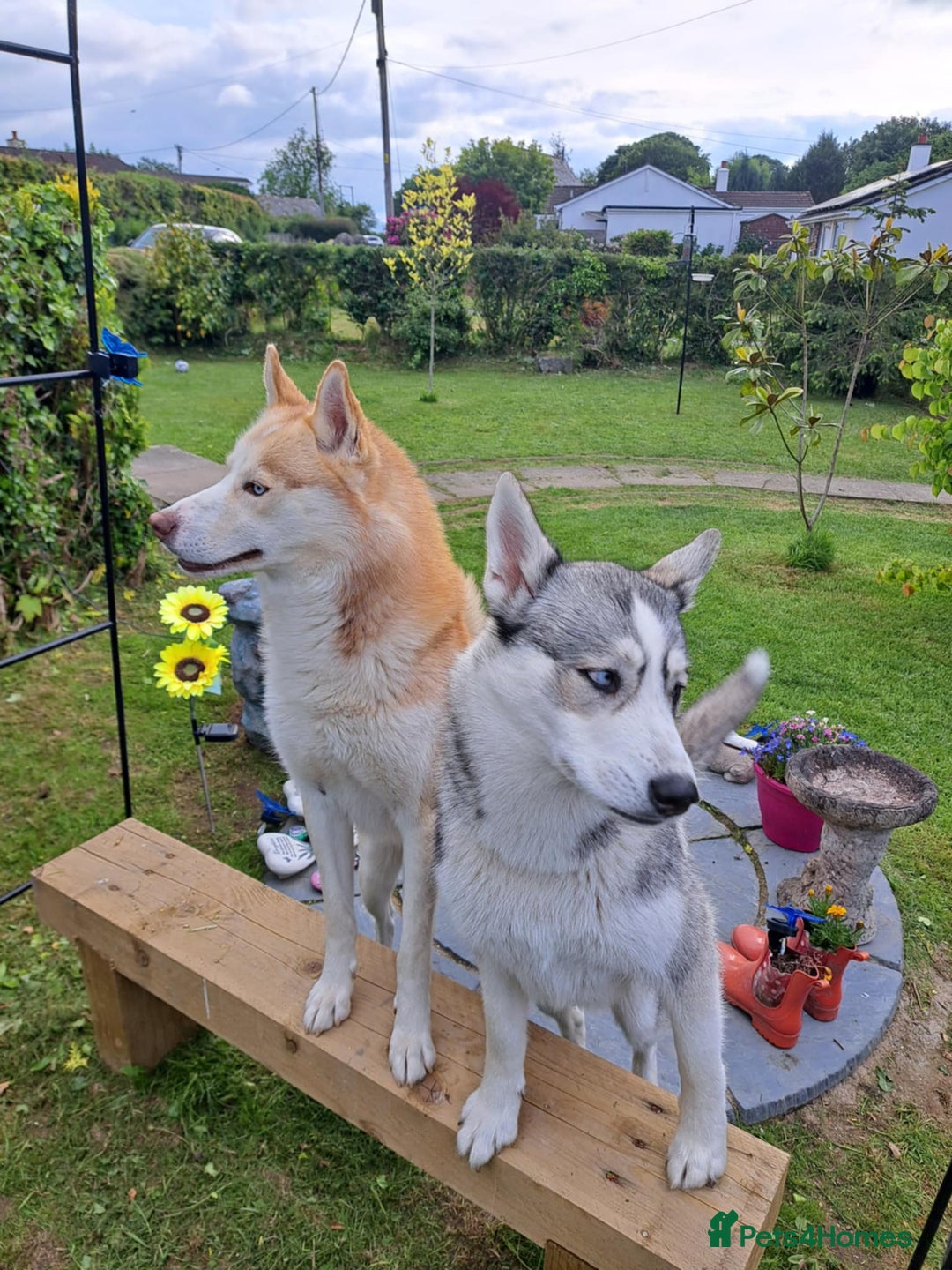 Siberian Husky dogs for sale: Last one!!! Beautiful little girl - Advert 1
