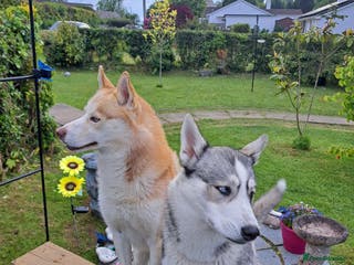 Siberian Husky dogs Last one!!! Beautiful little girl - Advert 13
