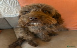 Cockapoo dogs for sale: 6 month old Cockapoo - Image 4