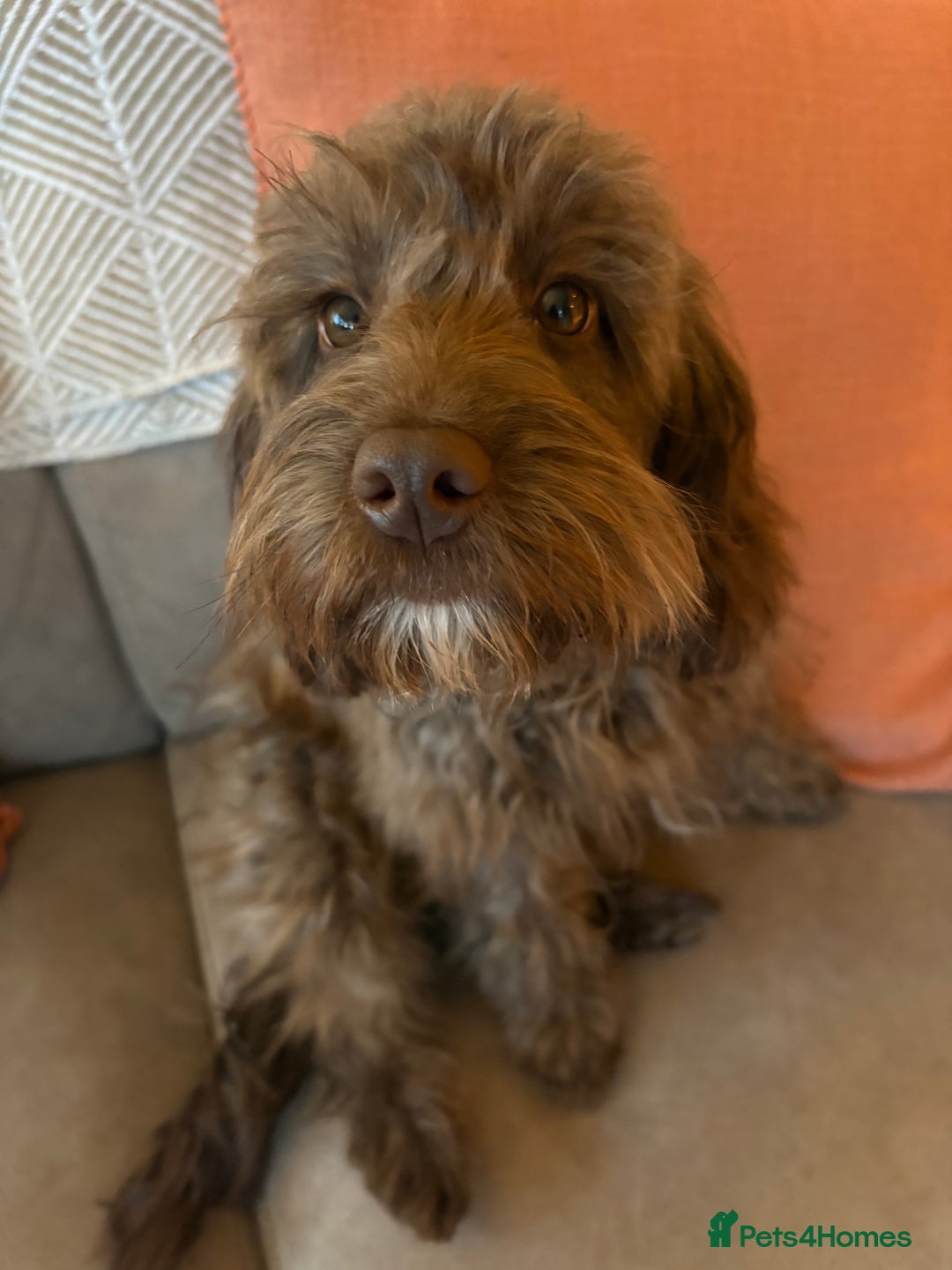 Cockapoo dogs for sale: 6 month old Cockapoo - Image 4